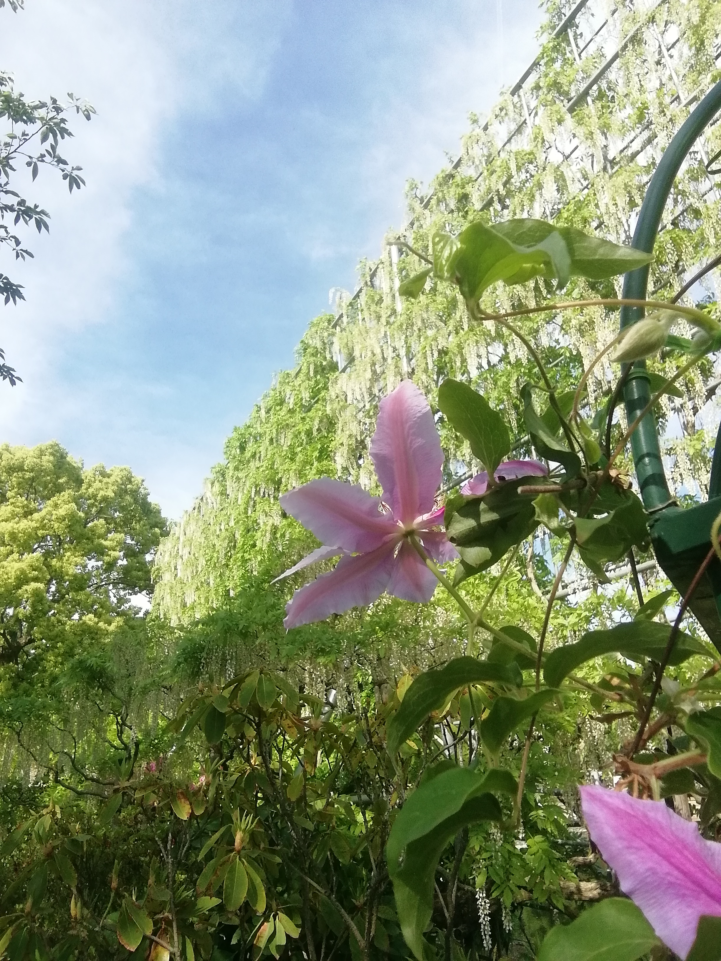 Clematis in bloom at Ashikaga Flower Park