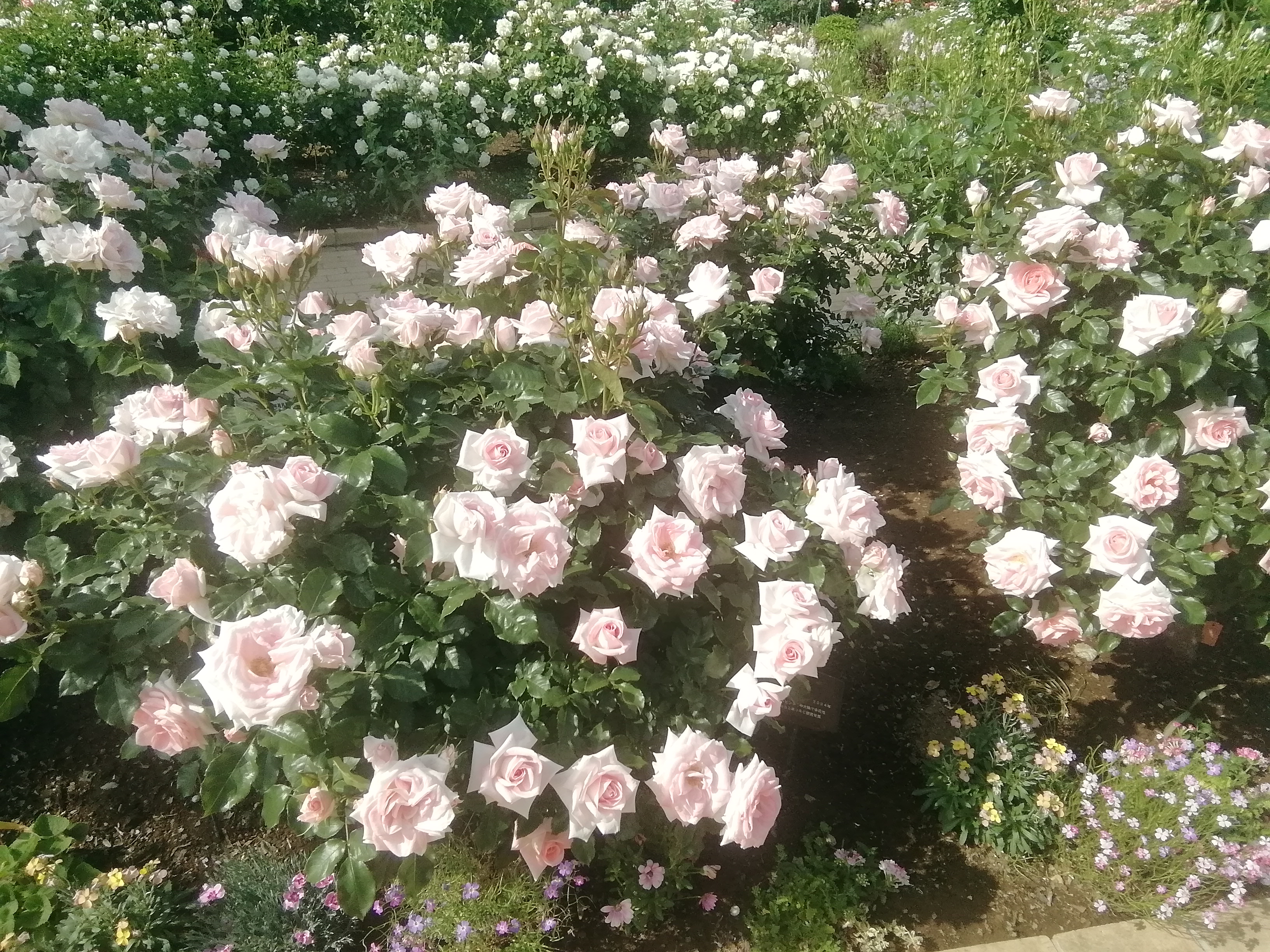 Sea of pink roses at Ashikaga