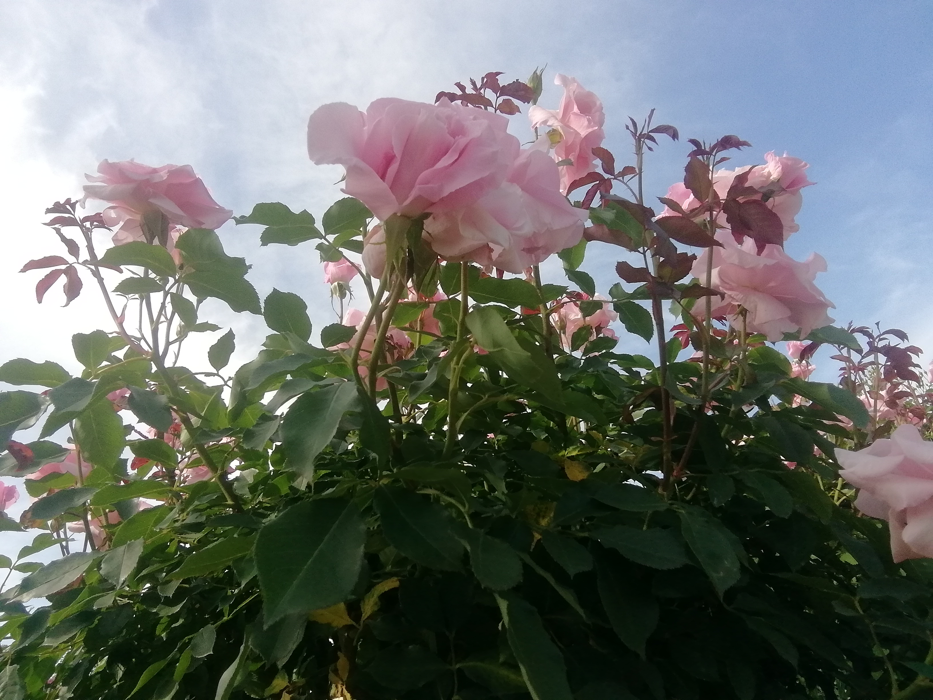 Pink roses reaching toward the sky